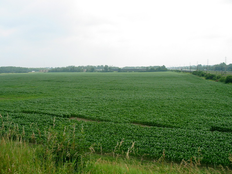 Champ de ma&iuml;s sur la route de l'&Eacute;comus&eacute;um.