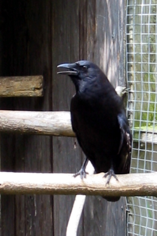 Corneille d'am&eacute;rique.