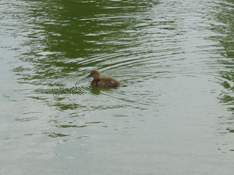 B&eacute;b&eacute; canard sur l'eau.