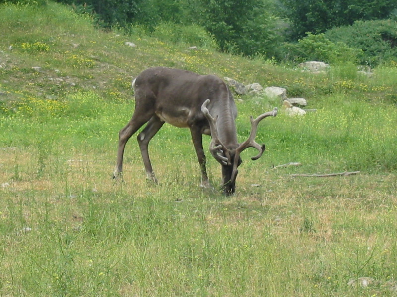 Caribou des bois.