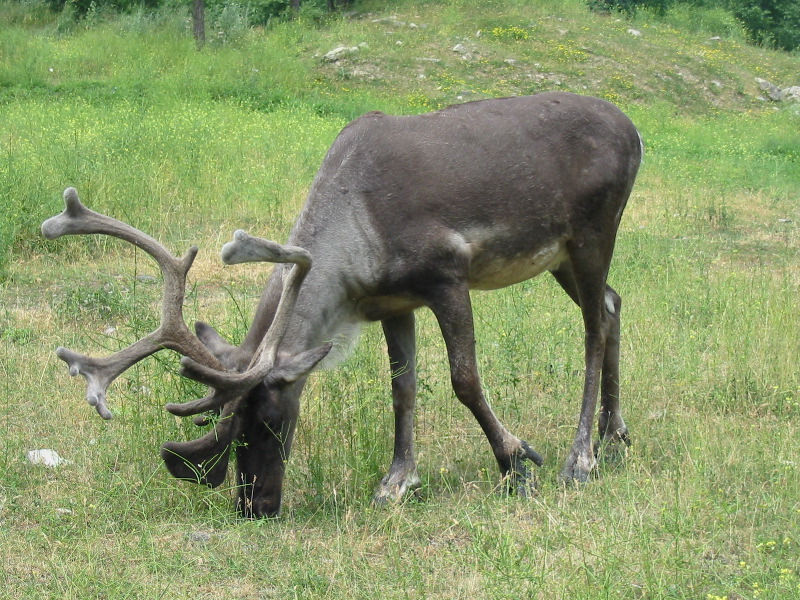 Caribou cherchant de l'herbe tendre.