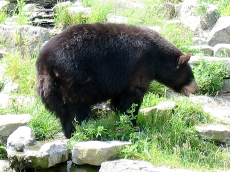 Ours noir avec les pieds dans la rivi&egrave;re.