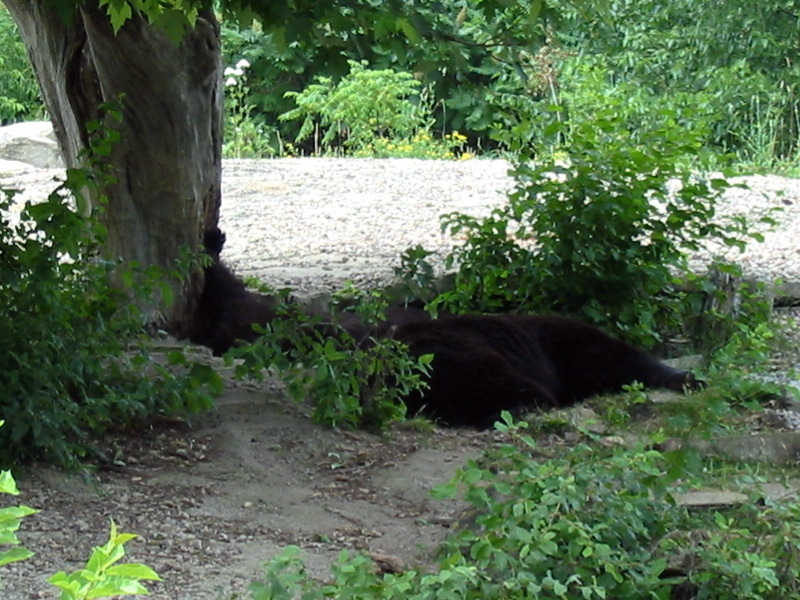 Les ours ont chaud !