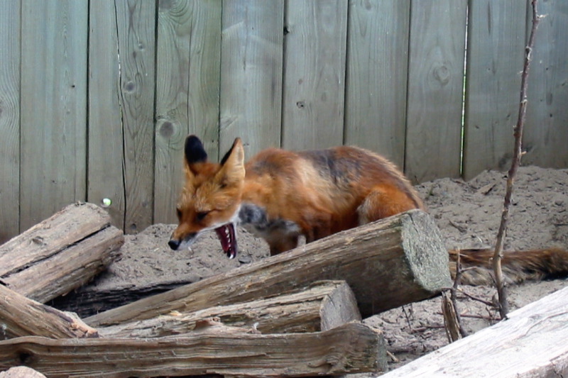 Le renard roux baille.