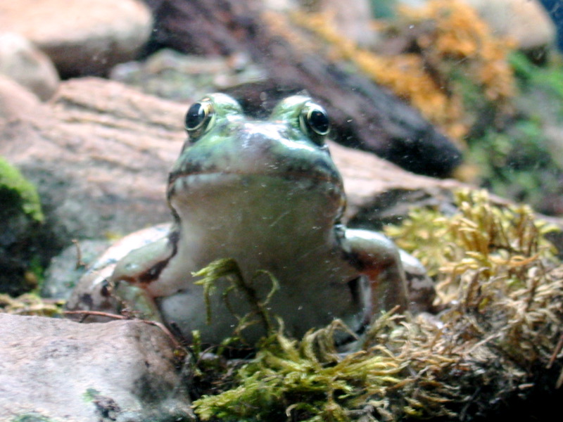 Bonjour la petite grenouille !