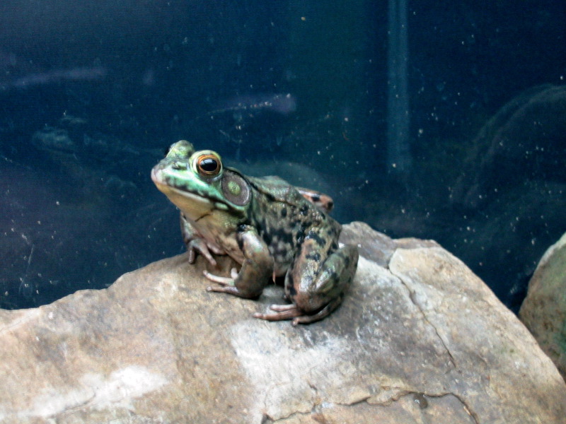 Grenouille l&eacute;opard sur une roche.