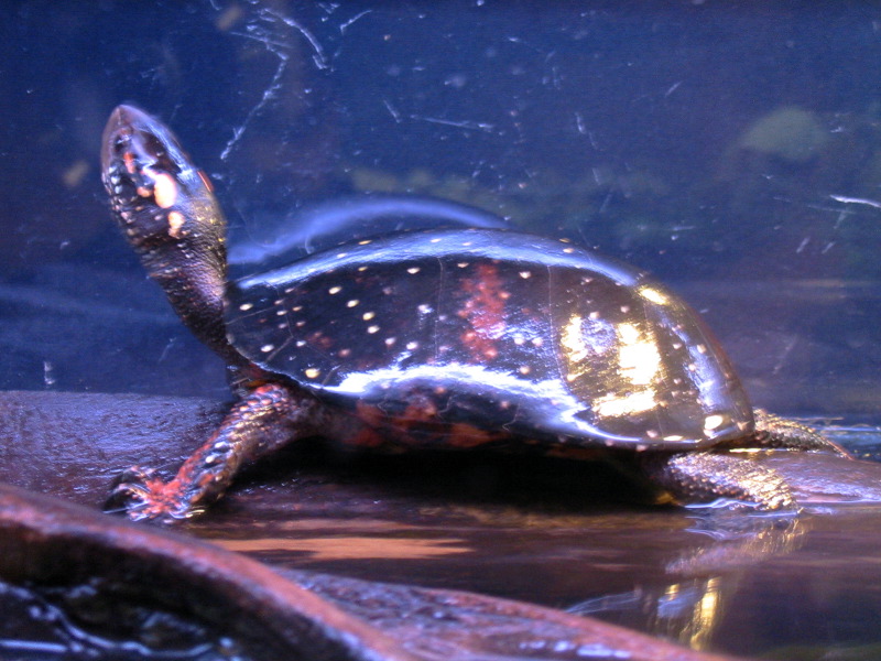 Tortue &eacute;toil&eacute;e.