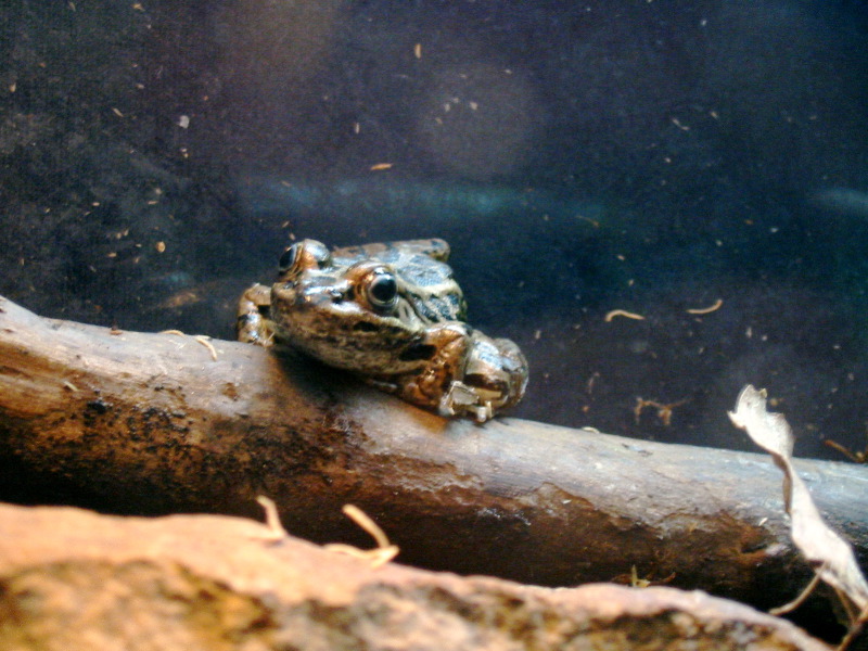 Une autre grenouille l&eacute;opard.