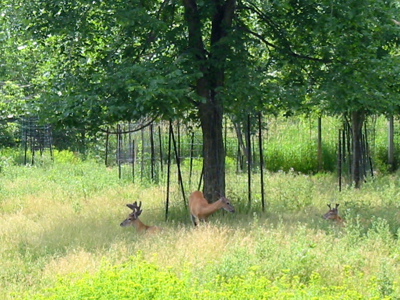 Famille de cerfs de virginie.