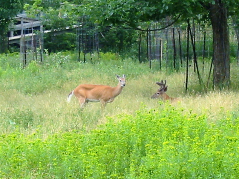 Couple de cerfs.