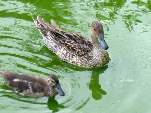 Deux autres canards.