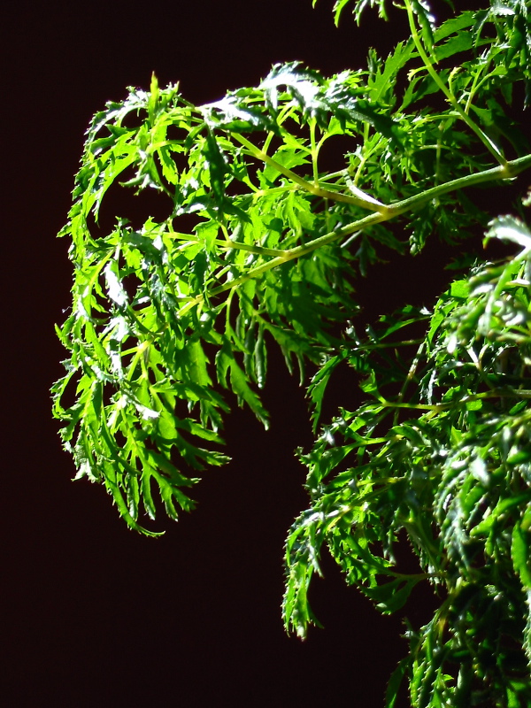 Marie-Lucille (d&eacute;tail - Ming Aralia)