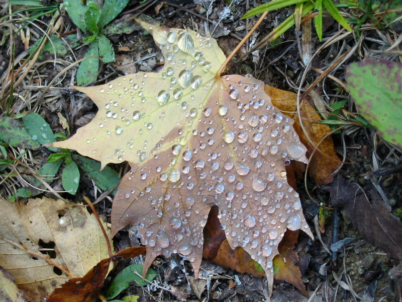 Ros&eacute;e automnale (09/20)