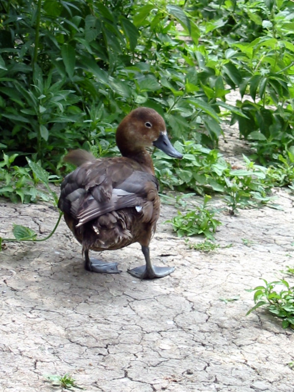 Small duck out of water.