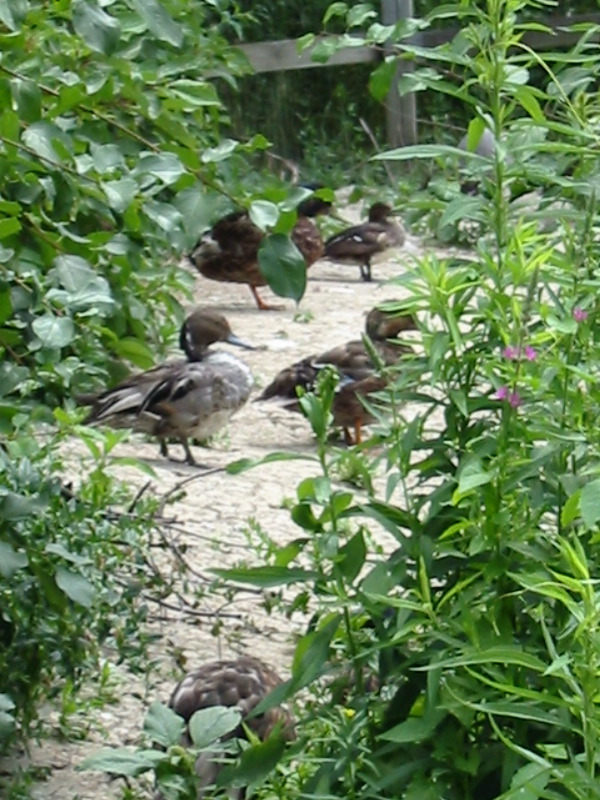 Ducks resting.