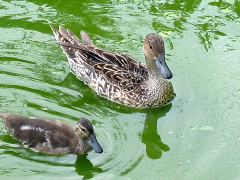 Two other ducks.