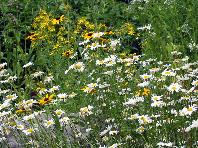 Flowers from butterfly's garden.