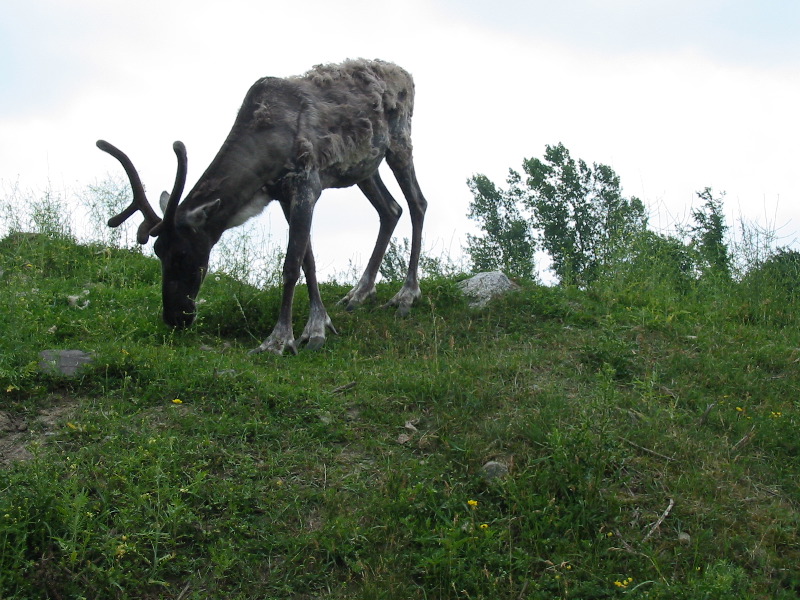 Another caribou.