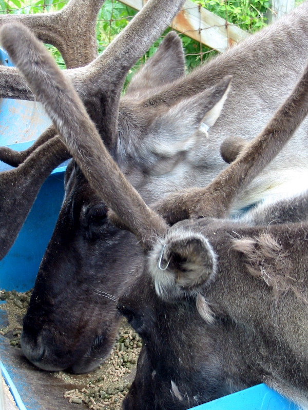 Caribou are served !