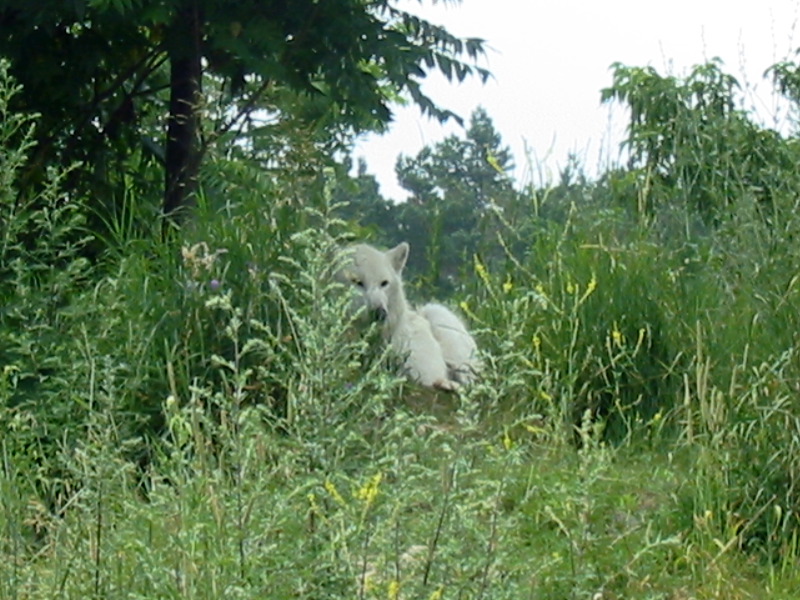 The wolf is watching its place.