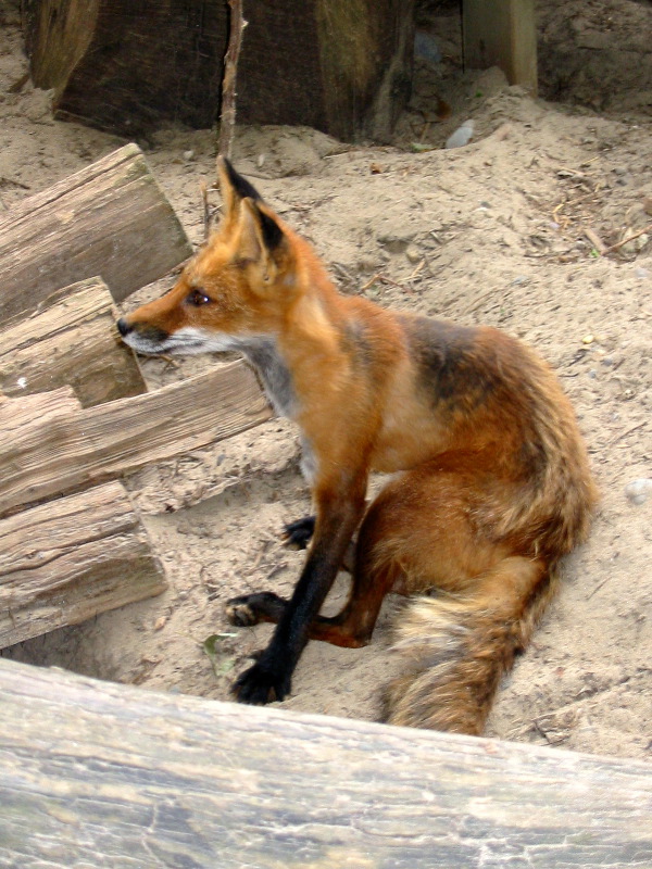 Fox sits.