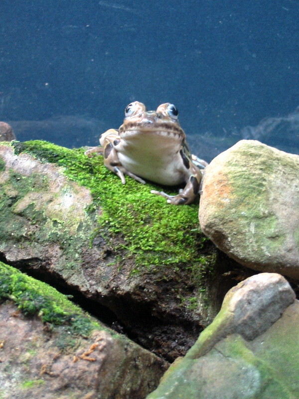 Another little frog.