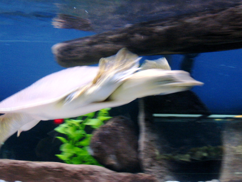 This tutle swim really fast !