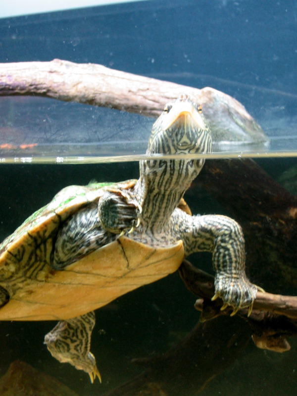 Turtle get its head out of water.