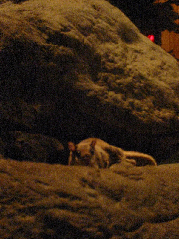 Flying squirrels are jumping around !