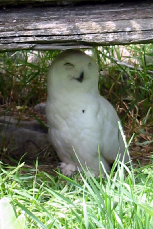 Snowy owl.