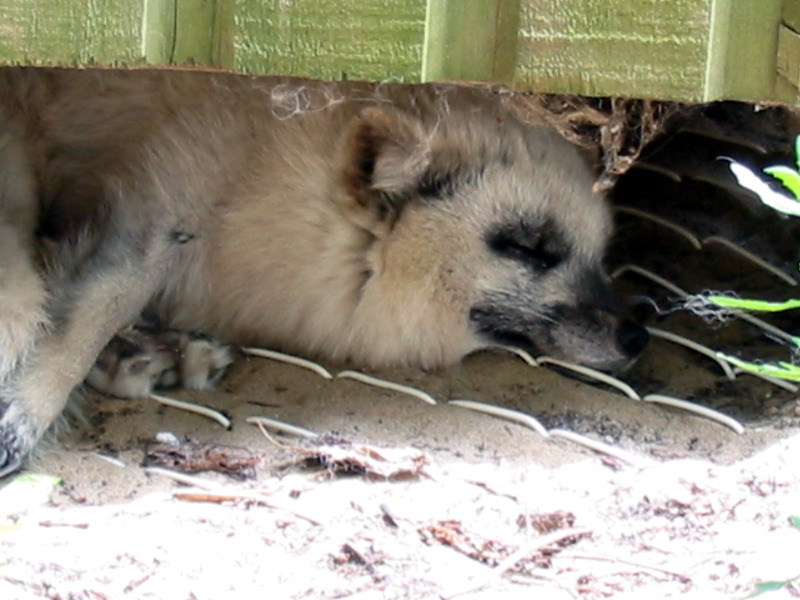 Artic fox away from the sun.