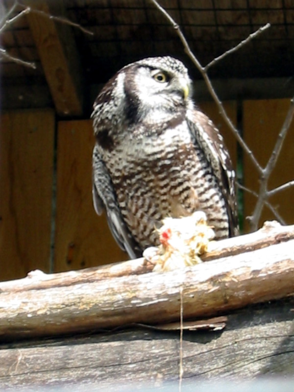 Hawk owl and its meal.