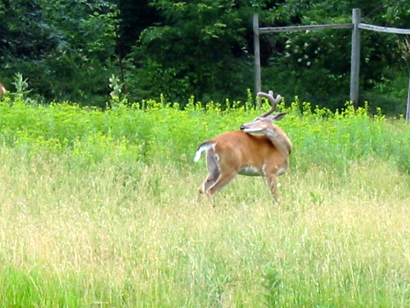 White tailed deer