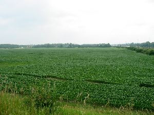 Corn field on the road to Ecomuseum