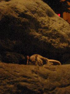 Flying squirrels are jumping around !