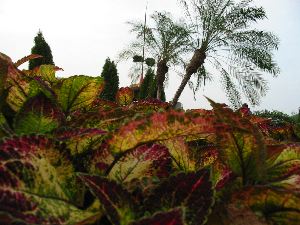 Coloured sheets and palm tree.