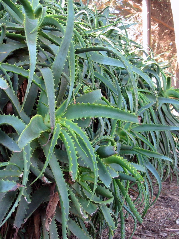 D&eacute;tail de l'immense plante devant l'auberge de jeunesse