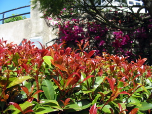 Plantes d&eacute;corant les courbes de Lombard St.