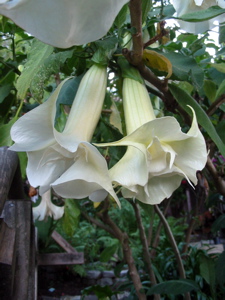 Fleurs blanches