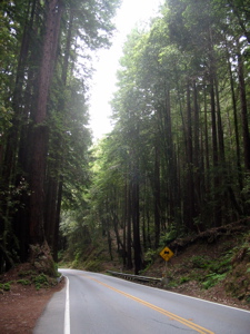 Dans la for&ecirc;t