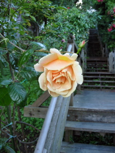 Fleur p&ecirc;che de l'escalier Filbert