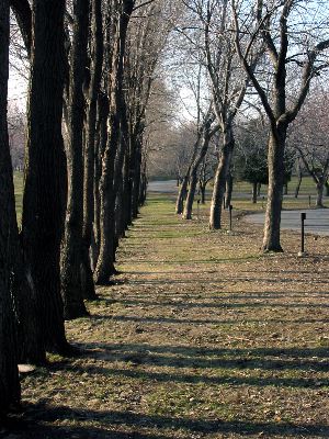 Soleil couchant sur le cimetière Notre-Dame des Neiges