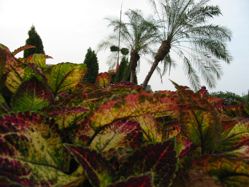 Feuilles color&eacute;es et palmier.