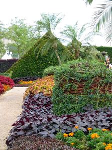 Le palmier-dattier, arbre de vie (&Eacute;gypte)