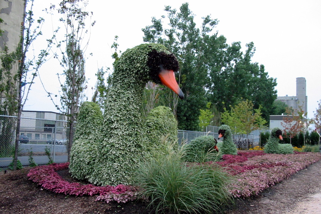 Les cygnes (Hollande)