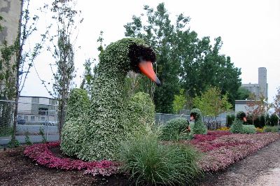 Les cygnes (Hollande)