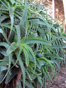 D&eacute;tail de l'immense plante devant l'auberge de jeunesse