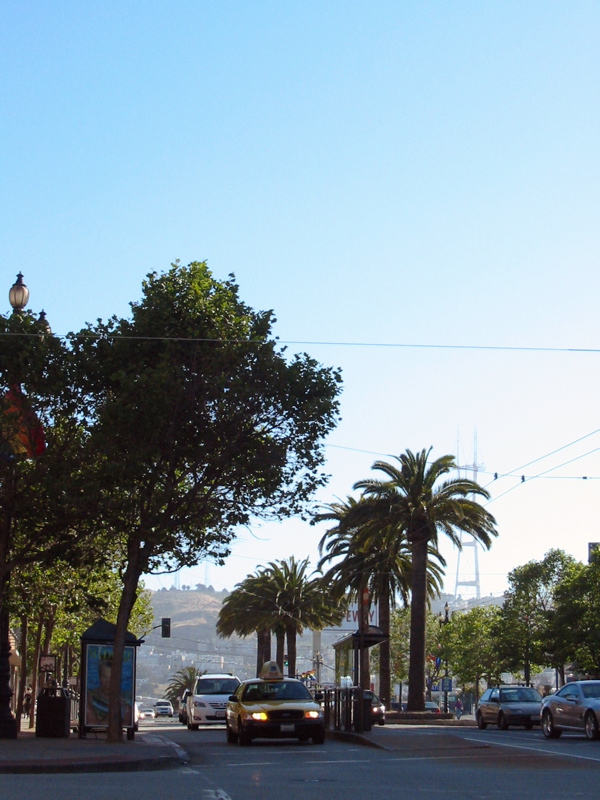 Palmiers sur Market St.