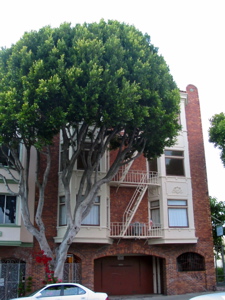 Arbres tordus de Lombard St.