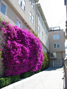 Jolies fleurs sur un mur avoisinant Lombard St.